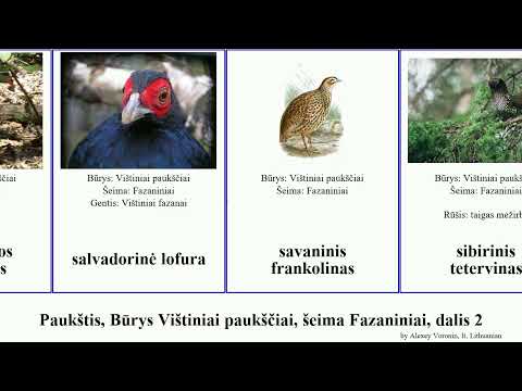 Video: Pilkoji kurapka, keklikas, frankolinas, povas yra fazaninių šeimos paukščiai