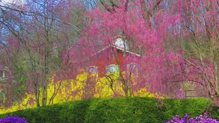 PhotoLink Library: ups and downs of spring