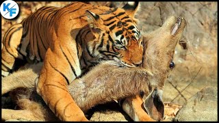 Тигры: мощь и красота дикой природы. Тигр в деле. Битвы тигра против кабана, медведя, быка.