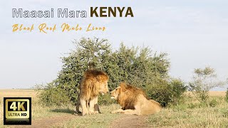 Two black rock male lions Olobor and Oloshipa in Maasai Mara - (4K HD quality)