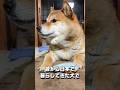 日本人にとって特別な犬