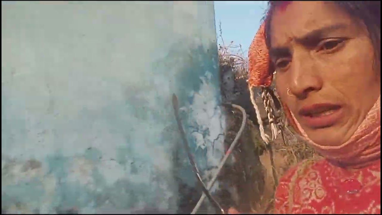 आज मैं गई हरी घास के लिए  सूखी घास का नहीं खा रही गाय🐮🐂  इस चक्कर में थोड़ी हरी घास ले आये आज