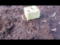 Planting Cannabis