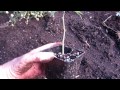 Planting Cannabis