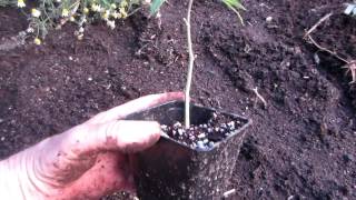 Planting Cannabis