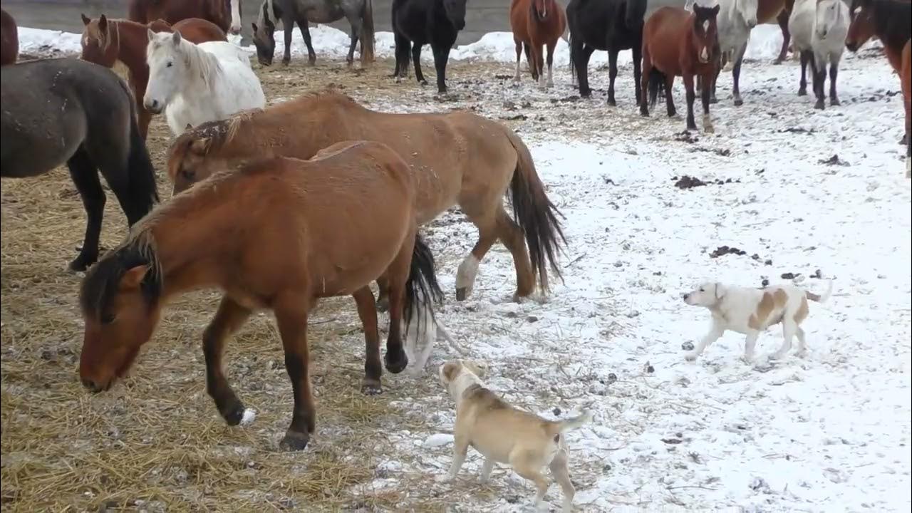 Собачки на конеферме. - YouTube