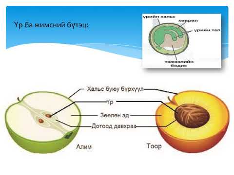 Видео: Жимс боловсорч гүйцэхэд ямар ургамлын гормон хариуцдаг вэ?