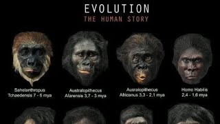 The Fascinating Journey Of Human Evolution