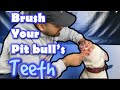 Best Dental Supplies for Pit bulls! (Easy Cleaning)