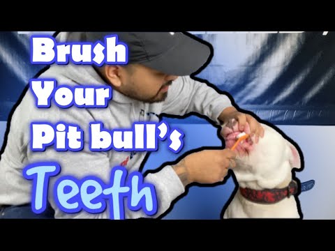 Videó: 3 egyszerű módja a pit bika fogainak tisztítására