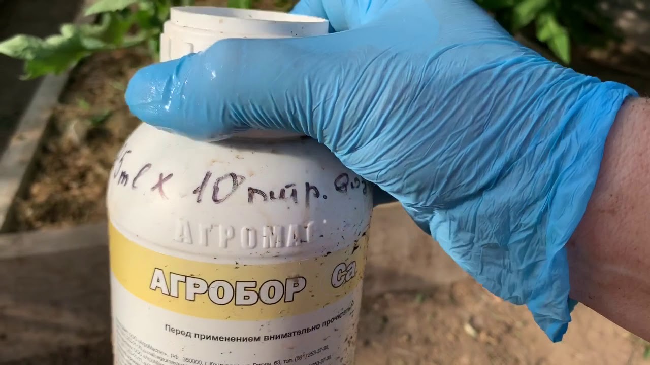 Томаты.Чем удобряла и обрабатывала.