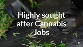 Highly sought cannabis jobs