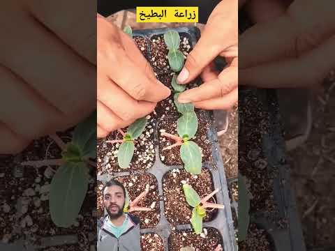 زراعة البطيخ      زراعت زراعة 101 اكسبلور