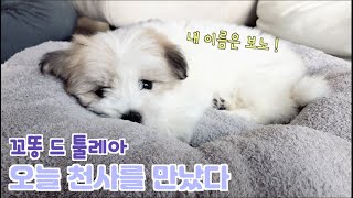 오늘부터 천사랑 같이 삽니다 💗| 강아지 분양 첫날 |  꼬똥 드 툴레아 분양받기 | 꼬똥 드 툴레아