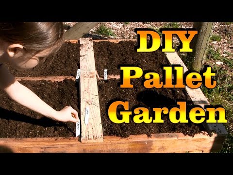 diy-raised-pallet-garden-box-|-chicken-vs.-steer-manure