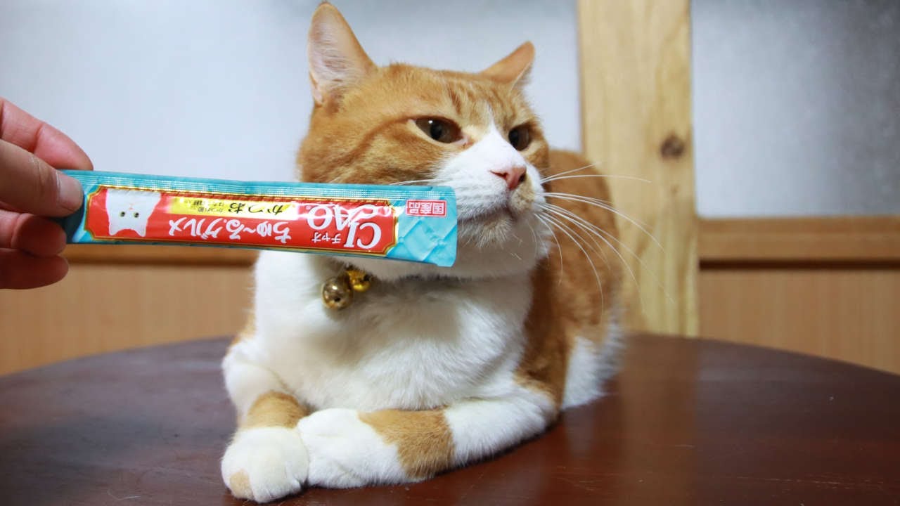 ちゃぶ台でぽんちゅーる 240529 - YouTube