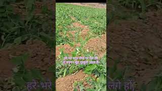 🌱 हरी मटर और मकर संक्रांति | बचपन की मीठी यादें #देशीजीवन#बचपनकीयादें#गांवकीयादें#हरियाली