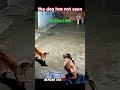 #funny #tigerspotted #pets #animals