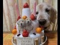 COCOちゃん11歳の誕生日　White Happy Birthday Coco !