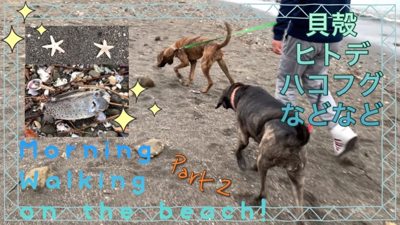 Seashells, starfish and boxfish!? 城ヶ島の浜辺を朝散歩〜『155』Plotthound Moo, Qoo & Hoo