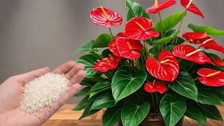 I Tried This on a Weak Anthurium for 30 Days — Look What Happened! screenshot 4