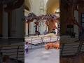 Dinossauro descobre que é o único que sobreviveu a extinção: #memes #dinossauros #funnyshorts #trex