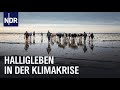 Hallig oland und der meeresspiegel  die nordstory  ndr doku