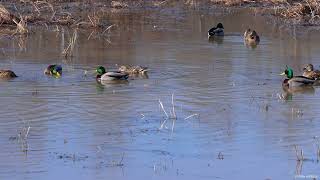 Mallard Ducks