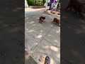 #dog #dogtv #shortsvideo #doglover #petlover #cutepuppy #funnypuppy #adorabledog #poodle #puppy