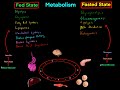 Fed state vs fasted state metabolism mcat everything you need to know biochemistry mcat