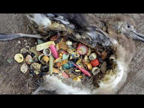 Video: Utallige Skatte Af Havene Og Havene - Alternativ Visning