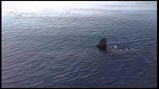 SENANDUNG ANAK LAUT ~ M. NASIR & KEMBARA  (2015)