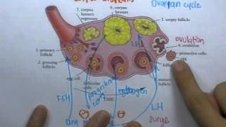 ormBio ver2 : ระบบสืบพันธ์และการเจริญเติบโตของสัตว์ ตอน04