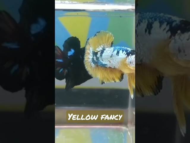 yellow fancy & avatar class=