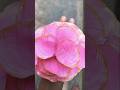 diwali paper crafts flower making ideas🌼😊#shorts#art &amp; crafts ideas