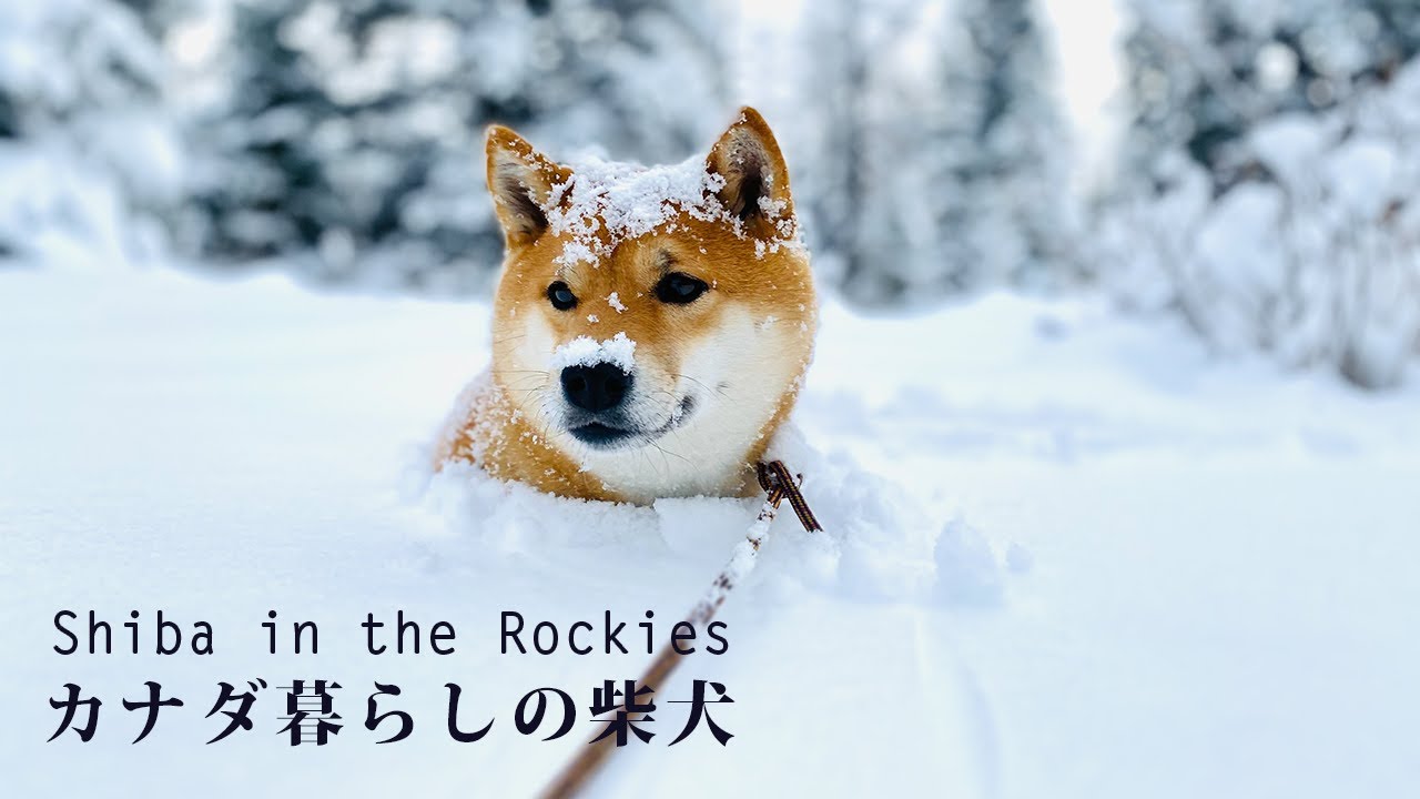 パウダースノーが大好きなカナダ暮らしの柴犬ナラ やはり日本犬は雪が好きなんですね 海外生活 Shiba Inu Loves Snow Youtube