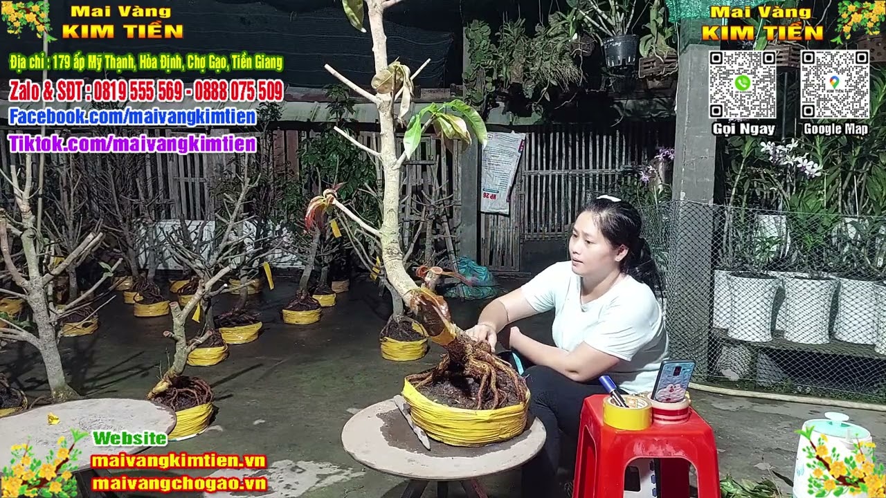 Phôi Mai Thủ Đức Giá Rẻ Bao Ship Bao Sống Toàn Quốc - Mai Vàng Kim Tiền Chợ Gạo
