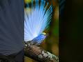 preadisebird#naturesounds #birdsong #beautiful