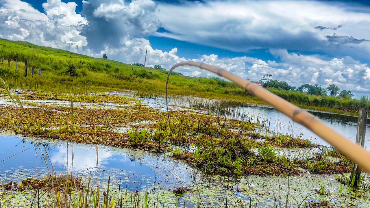 TRAIRA GIGANTE Faminta, não dava tempo da isca cair na água que a boia já afundava. Pesca de Traíra