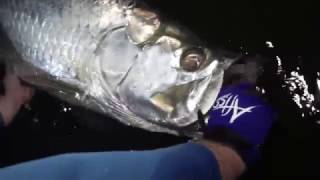 Video: Shrimp Run Winter Tarpon – Hogy Lure Company Online Shop