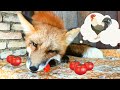 Лисичка Фокси ест помидор и вообще она добрая лиса