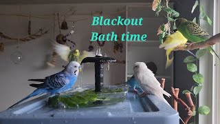 Blackout birdbath #birds #budgies #birdroom #budgielove #pet