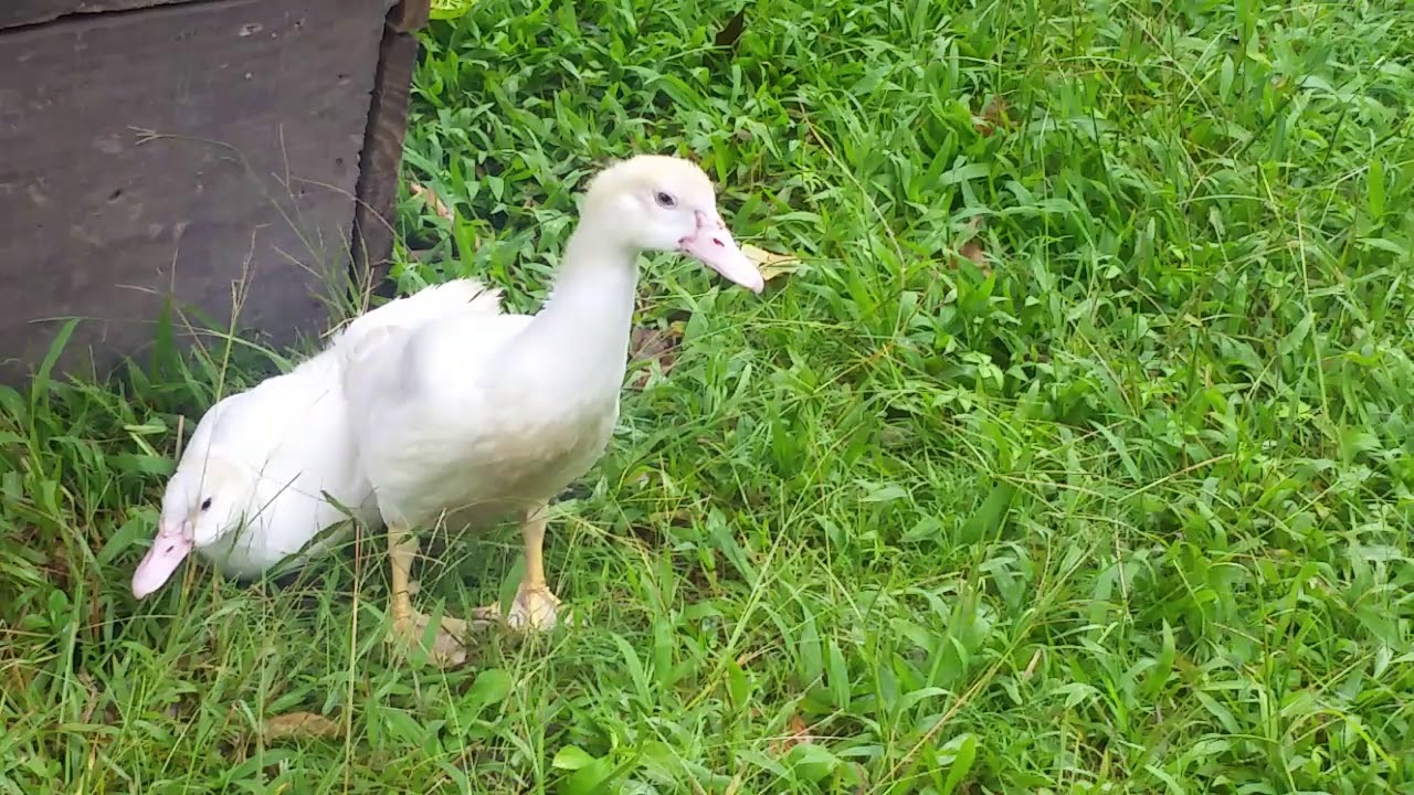 Como Criar Patos Em Casa YouTube