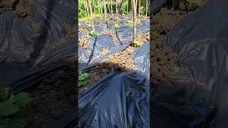 Malç Naylonu Çeki̇yoruz. Im