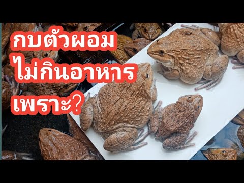 กบตัวผอม กบไม่กินอาหาร เกิดจากอะไร และจะรักษาอย่างไร#วิธีเลี้ยงกบep68/64