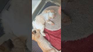Time Machine Cats !!!! Longest Daily Cat's Story