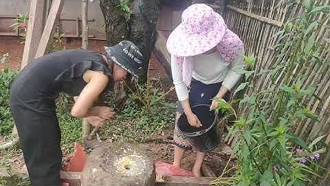 Hnub no peb mu zom pob kws lo pub qaib o