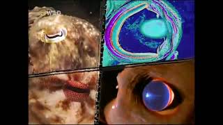 Öldürmeye Programlananlar - Deniz Altı Numaraları Nat Geo Wild