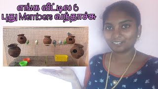 எங்க வீட்டில புதுசா 6 Members வந்தாச்சு|New entry my home vlog|About Love birds and fitting the Cage