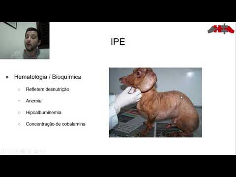 Vídeo: Atendendo às Necessidades Nutricionais De Cães Com Insuficiência Pancreática Exócrina